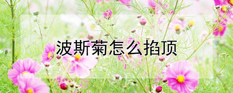 波斯菊怎么掐顶（波斯菊怎么打顶）