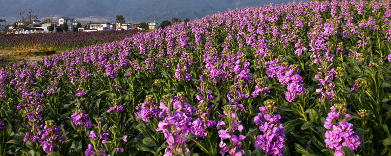 紫罗兰花为什么早上开花（紫罗兰是白天开花还是晚上开花）