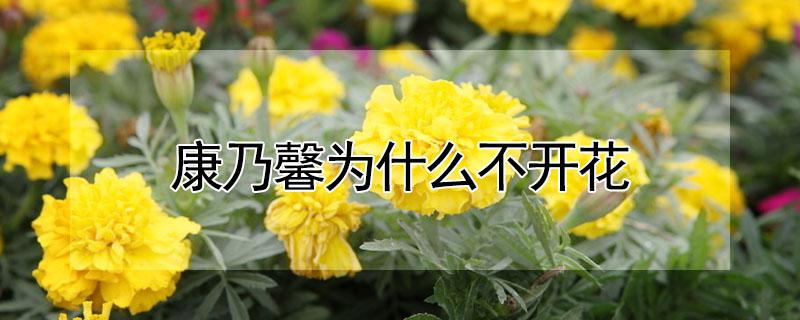 康乃馨为什么不开花