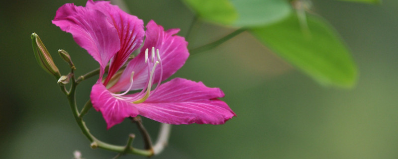 紫荆花树有几种品种 紫荆花有几个品种