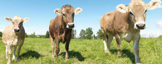 黄牛母牛有没有角 黄牛公母的牛角有什么不一样