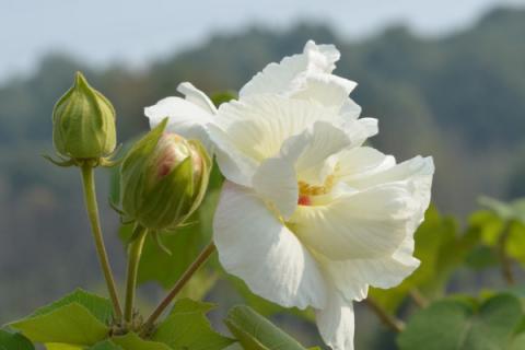 芙蓉花种子怎么种