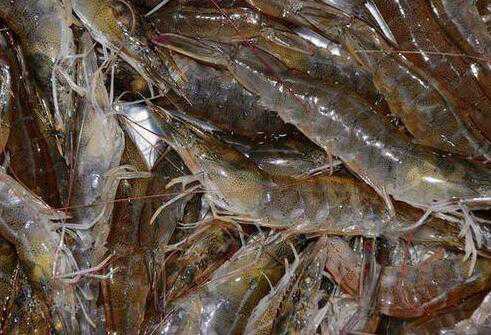 基围虾的营养价值，吃基围虾的好处 基围虾有什么好处