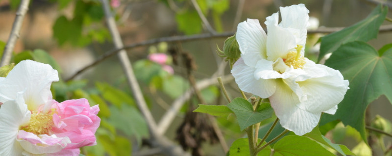 芙蓉花是什么季节开的