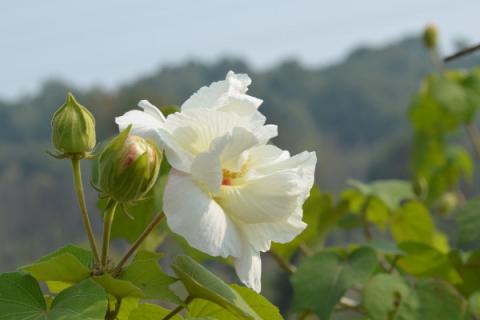 芙蓉花叶子长斑是怎么回事