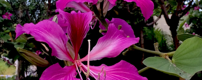 紫荆花花蕊是什么颜色 紫荆花的花蕊介绍