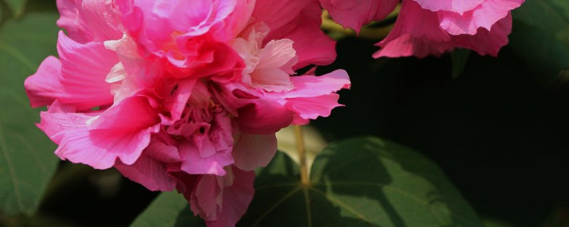 芙蓉花用水泡根怎么插