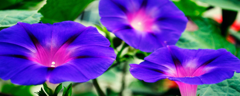 牵牛花秋天几天浇水一次（冬季牵牛花多久浇水一次）