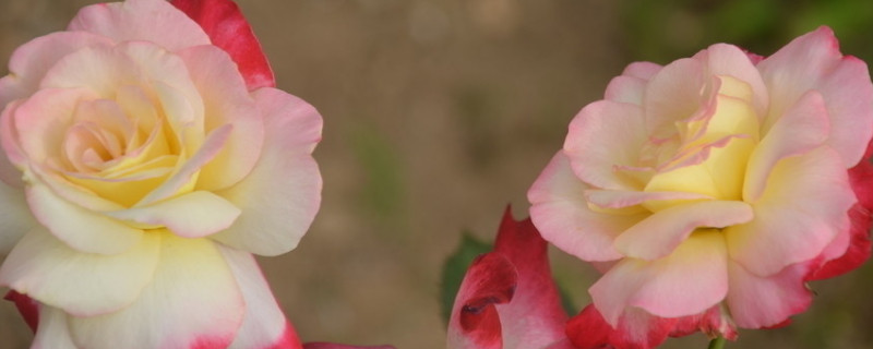 月季花夏季和秋季开花不同