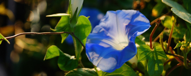 牵牛花为什么不能浇很多水（牵牛花需要浇水和施肥吗）