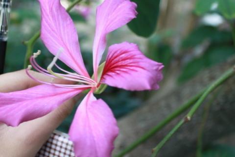 紫荆花冬天会冻死吗