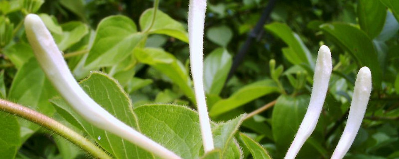 金银花能水培吗