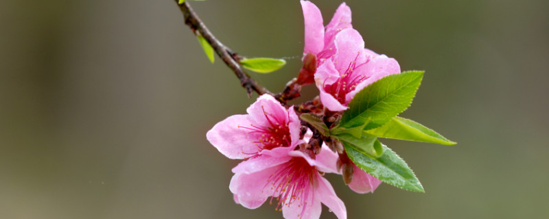 桃花树能活多少年（桃花树的寿命是多久）