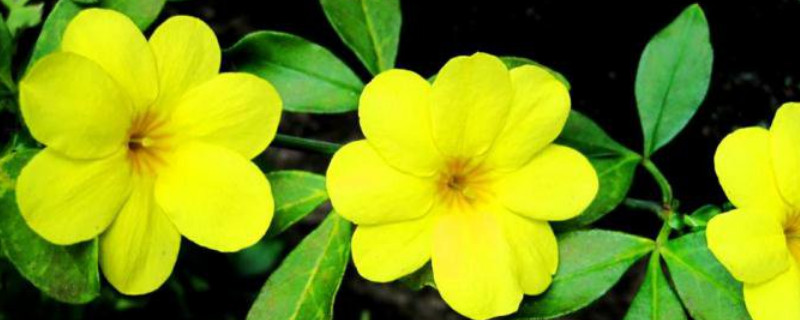 迎春花肥料上多了怎么办 迎春花施什么肥料
