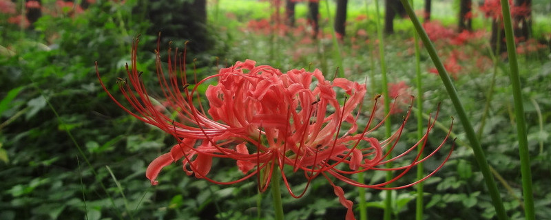 彼岸花怎样种植才开花