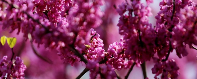 紫荆花移栽的注意事项 紫荆花盆栽的养殖方法和注意事项