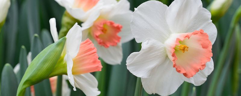 水仙花怎样叫它开花（水仙花是怎么开花的）