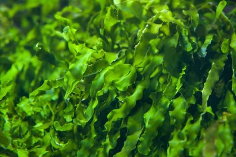 海藻的功效与作用（海藻的功效与作用禁忌）