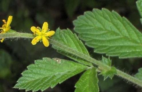 托叶龙芽草