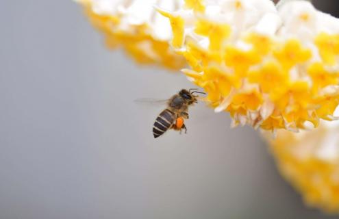 蜜蜂种类及图片大全（蜜蜂的种类图片）