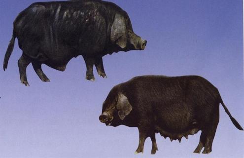 国内肉猪的常见品种及图片大全（瘦肉猪的品种及图片）
