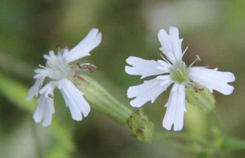 蝇子草的图片（蝇子草是什么）