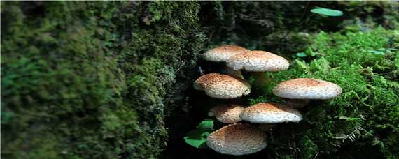 食用菌种类 食用菌种类繁多,只要两者