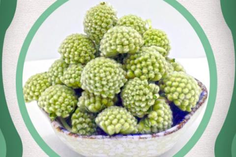 绿萝花的功效与作用