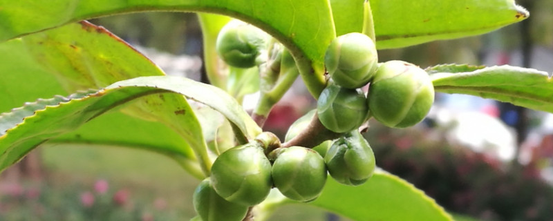 茶花春天可以剪枝吗