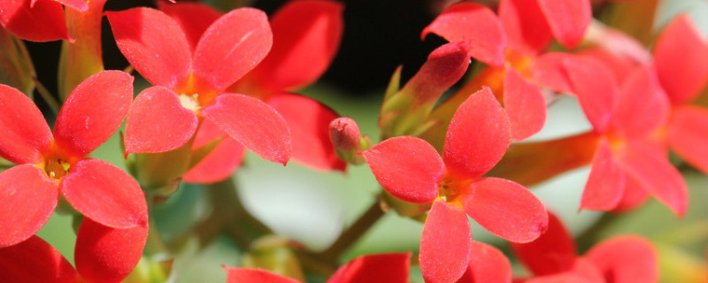 长寿花茎干有黑色的点是什么（长寿花茎干发黑）