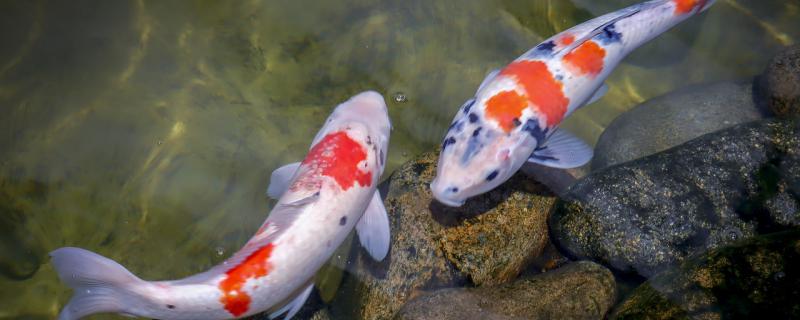 怎么让锦鲤胆子变大 怎样让锦鲤长不大