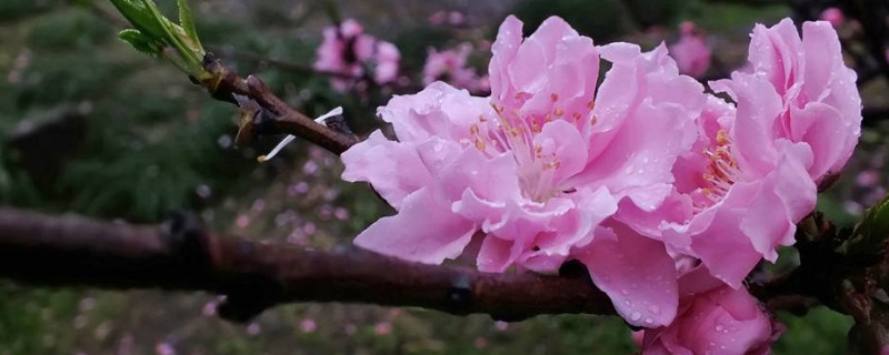 桃花夏天开吗 夏天开桃花吗?