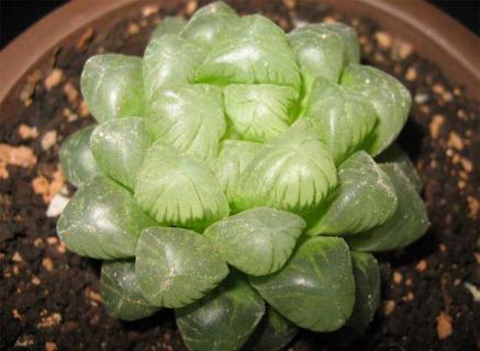 玉露（玉露多肉）