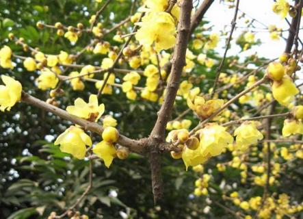 蜡梅 蜡梅是什么季节的植物