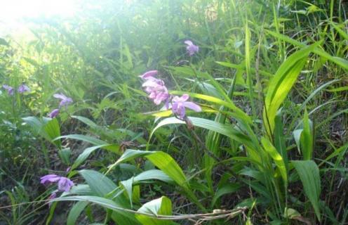 白芨图片