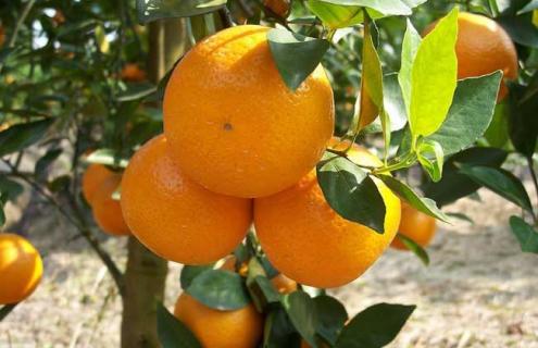 柑橘图片（四会柑橘图片）