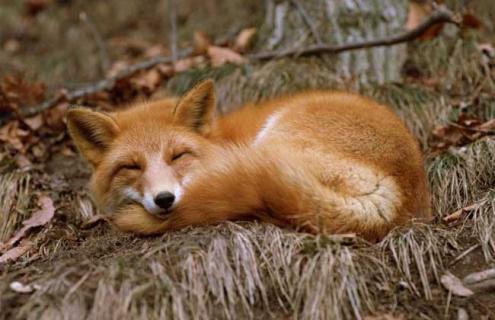 狐狸品种图片