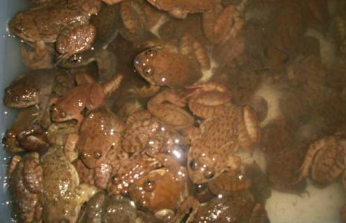 石蛙的生长习性 石蛙的生长环境