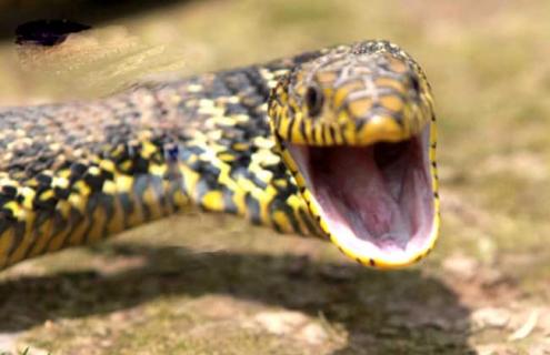 大王蛇的产地分布 王蛇有什么品种