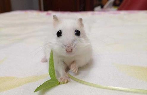 银狐仓鼠怎么养