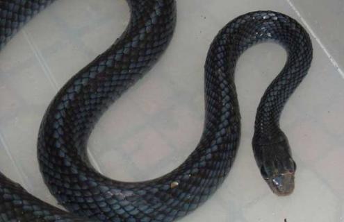 乌梢蛇能长多大（乌梢蛇可以长多大）