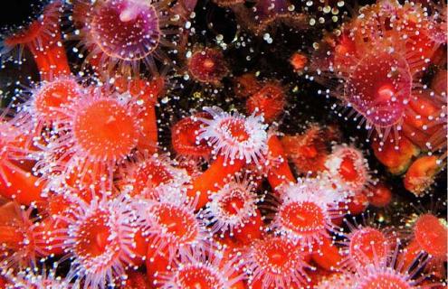 珊瑚虫是什么东西 珊瑚是什么珊瑚虫是什么