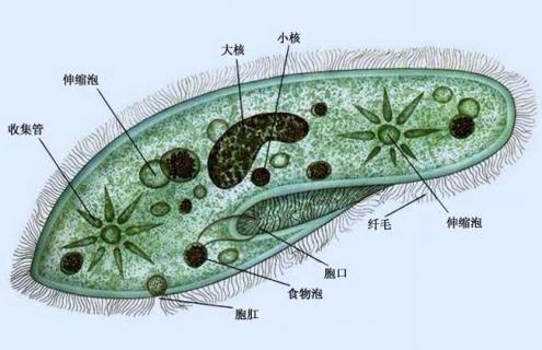 草履虫的生殖方式（草履虫的生殖方式是什么生殖）