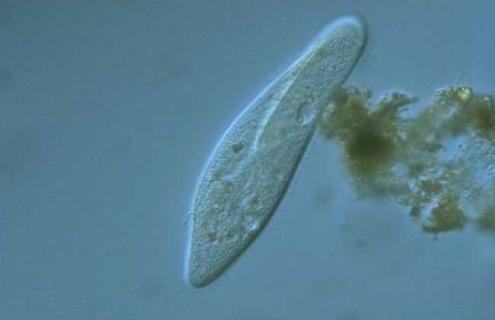 草履虫是原核生物吗 衣藻是原核生物吗