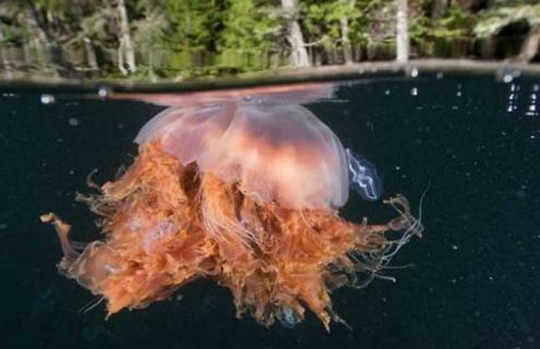巨型深红水母有毒吗 大水母有毒吗