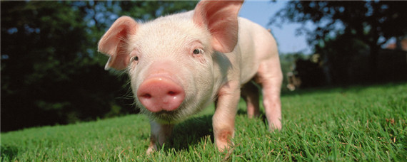 猪饲料配方常用饲料原料 猪饲料的制作配方大全
