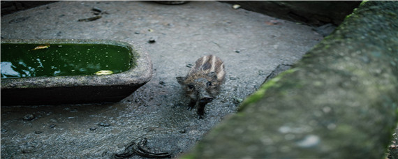 野猪冬天会去喝水吗（野猪冬天会洗澡吗）