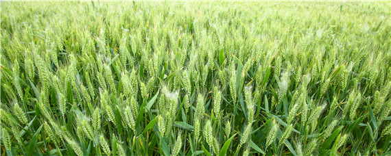 小麦灌浆期磷酸二氢钾的用量 小麦灌浆期打磷酸二氢钾管用吗