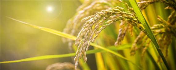 太空水稻是怎样培育出来的 太空水稻是怎么培育出来的