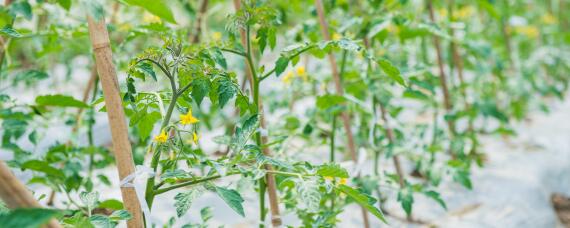 黄瓜苗怎么种植和管理 黄瓜苗如何管理